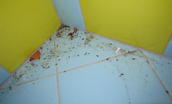 С начала года в Чехии закрыто 35 ресторанов из-за несоблюдения санитарных норм