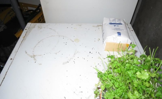 С начала года в Чехии закрыто 35 ресторанов из-за несоблюдения санитарных норм