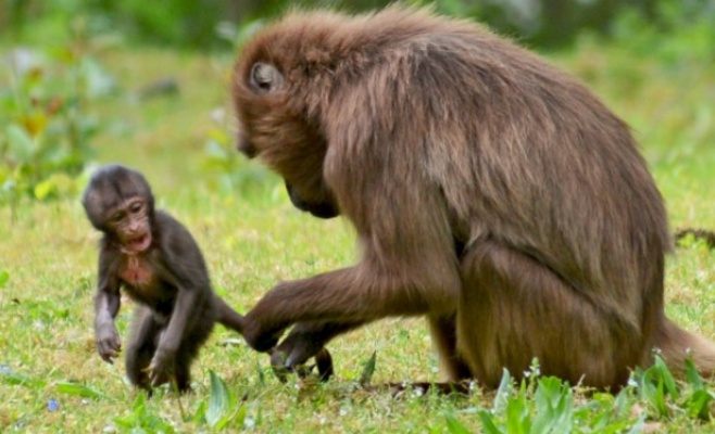 Малыш гелады в Злинском зоопарке уже радует посетителей