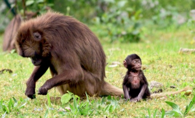 Малыш гелады в Злинском зоопарке уже радует посетителей