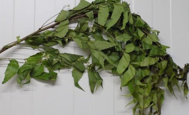 Таможенники задержали почти тонну листьев дерева Ним «для молитв»