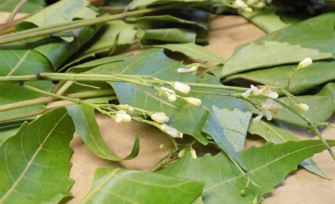 Таможенники задержали почти тонну листьев дерева Ним «для молитв»