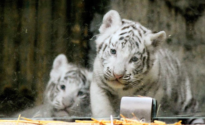 Появились первые фото белых тигрят, родившихся в чешском зоопарке