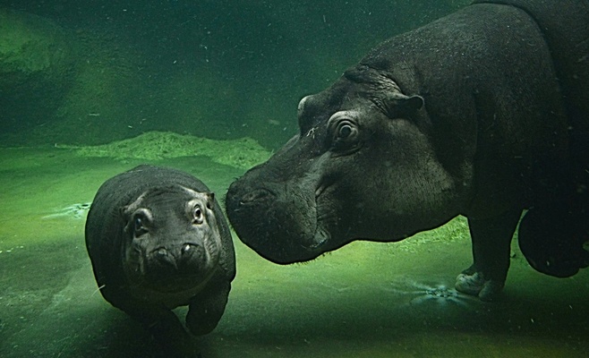 Бегемоту, родившемуся в Пражском зоопарке, дали имя