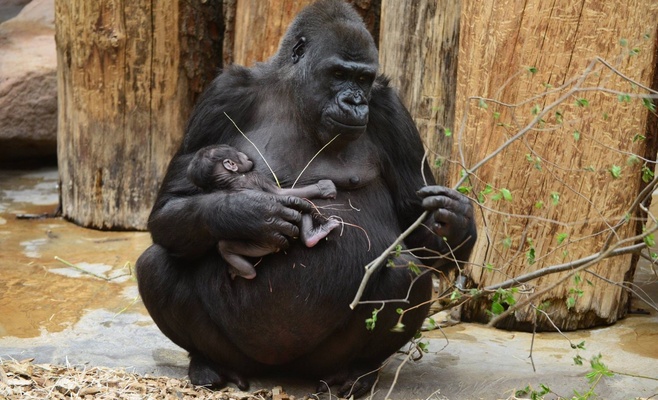 В Пражском зоопарке неожиданное пополнение