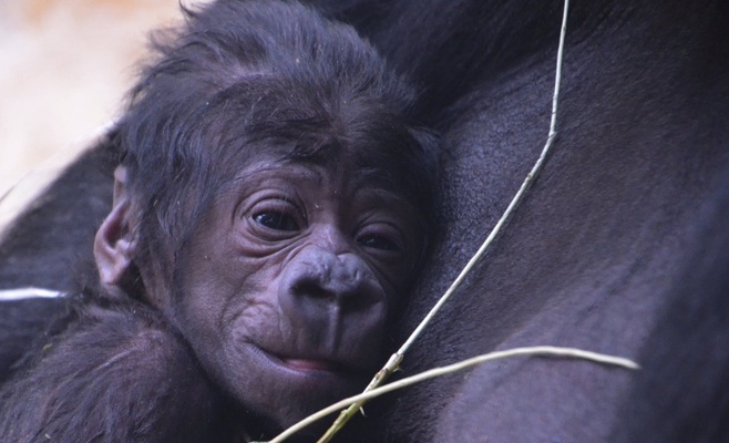 В Пражском зоопарке неожиданное пополнение