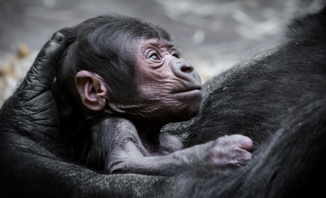 Малыш гориллы, родившийся в Пражском зоопарке, вероятно, мальчик