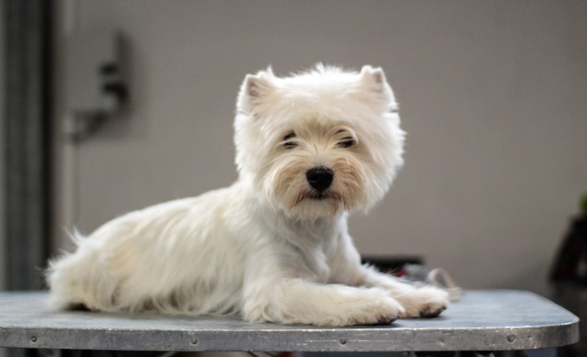 В Праге открылась Международная выставка собак Prague Expo Dog