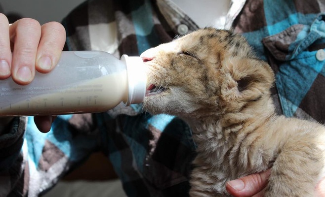 Пражский зоопарк приглашает всех желающих поиграть с маленьким львёнком