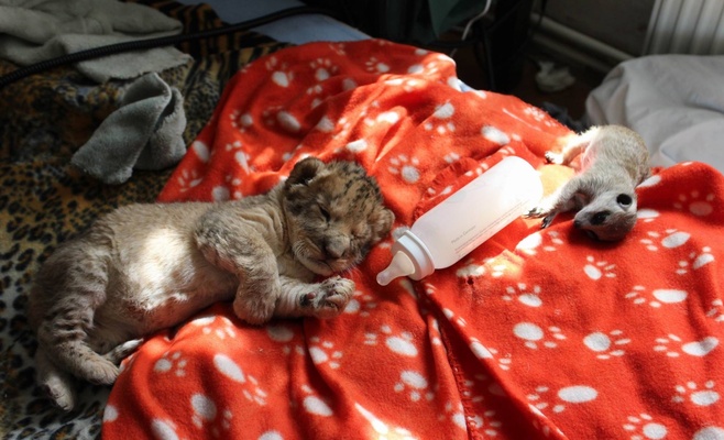 Пражский зоопарк приглашает всех желающих поиграть с маленьким львёнком