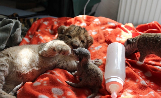 Пражский зоопарк приглашает всех желающих поиграть с маленьким львёнком