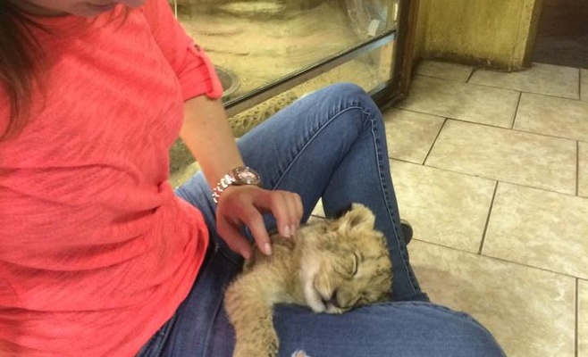 Пражский зоопарк приглашает всех желающих поиграть с маленьким львёнком