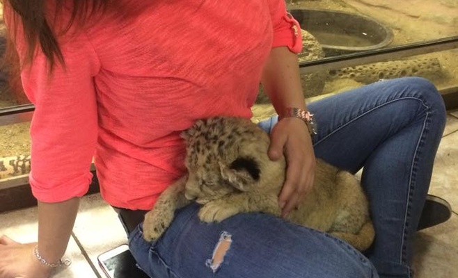 Пражский зоопарк приглашает всех желающих поиграть с маленьким львёнком