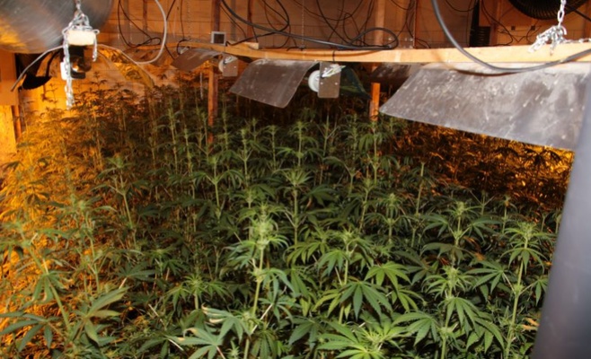 Полиция обнаружила плантацию с 2 тыс. растений марихуаны
