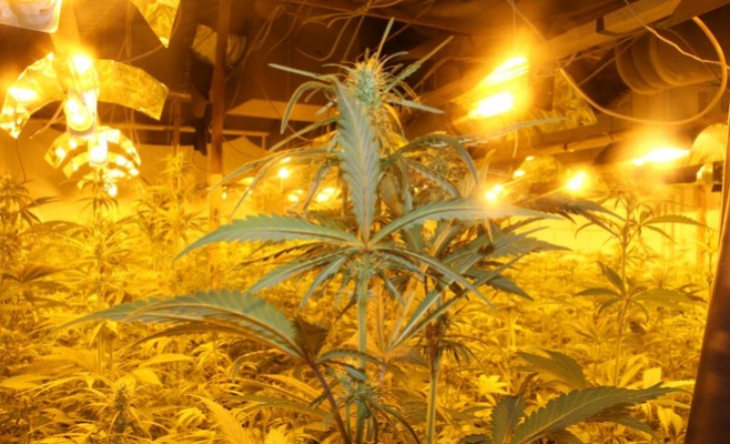 Полиция обнаружила плантацию с 2 тыс. растений марихуаны