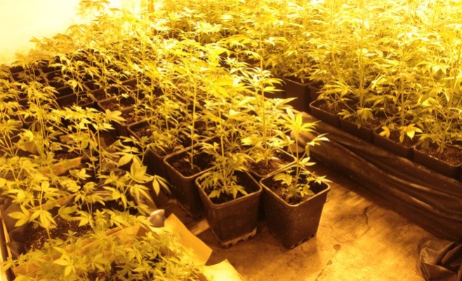 Полиция обнаружила плантацию с 2 тыс. растений марихуаны