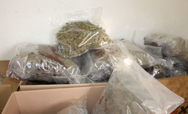 Полиция обнаружила плантацию с 2 тыс. растений марихуаны