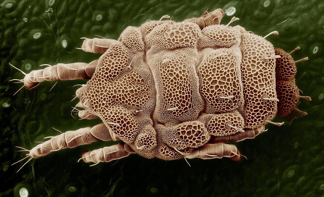 Клещи атакуют: один человек скончался. В выходные угроза нападения достигнет максимума