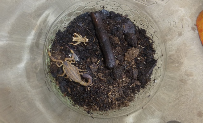 Чешка, вернувшаяся из отпуска, нашла в сумке скорпиона