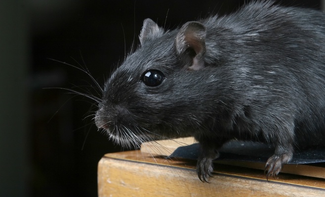 На каждого жителя Праги приходится 5 крыс