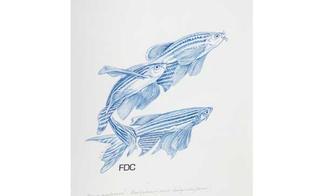 Выставка иллюстраций Orbis naturalis pictus