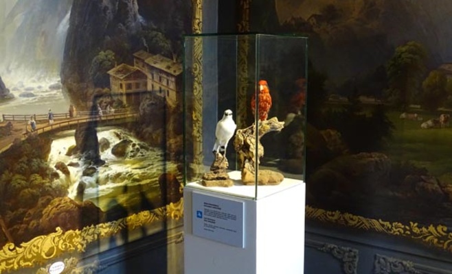 Выставка иллюстраций Orbis naturalis pictus