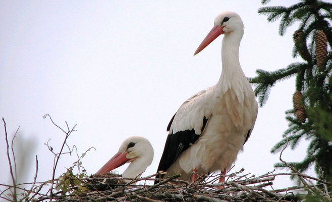 В Чехии мощный град убил несколько птиц