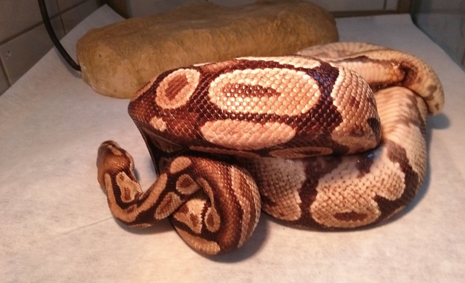 Пражан напугал ползающий по улице королевский питон