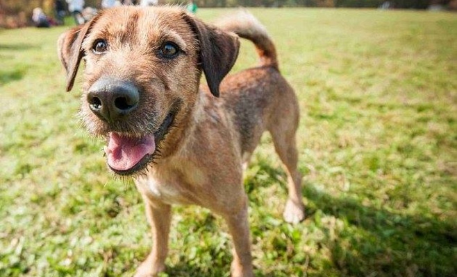 Фестиваль для собак и семей PesFest