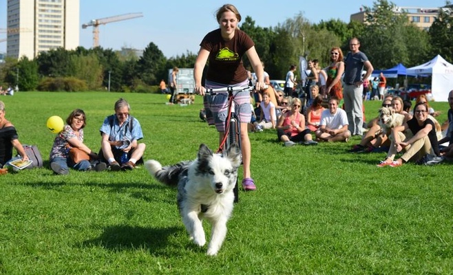 Фестиваль для собак и семей PesFest