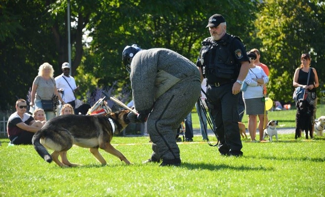 Фестиваль для собак и семей PesFest