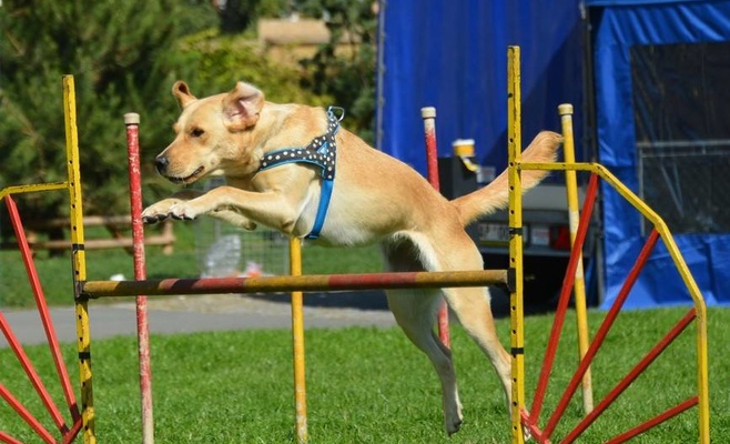 Фестиваль для собак и семей PesFest