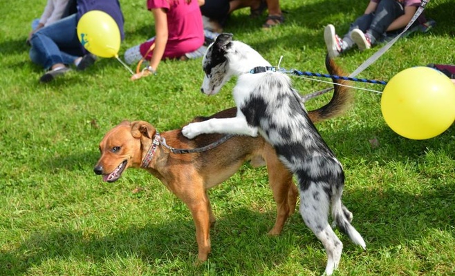 Фестиваль для собак и семей PesFest
