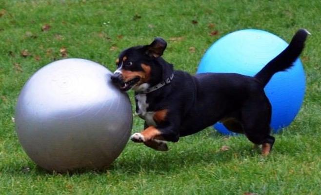 Фестиваль для собак и семей PesFest