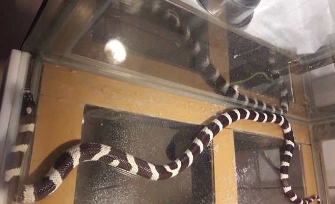 Огромная полутораметровая змея заползла в ресторан и напугала пражан