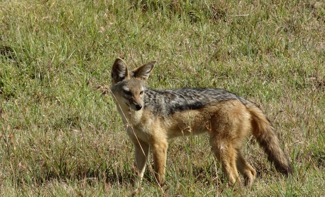 На окраине Праги сфотографировали шакала