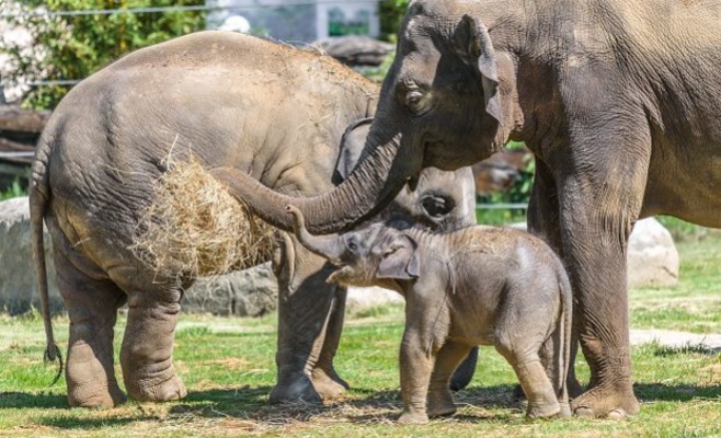 Первому слону, родившемуся в Праге, дали имя