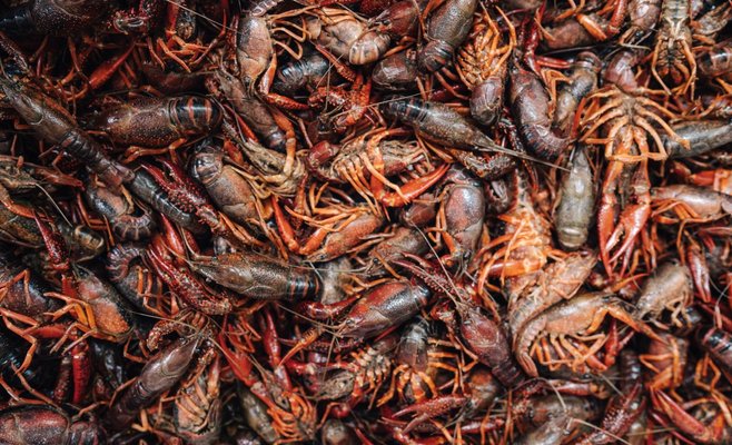 Средиземноморье в Праге: гастрофест морепродуктов