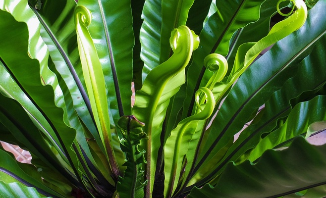 Выставка «Царство тропических папоротников»