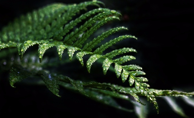 Выставка «Царство тропических папоротников»