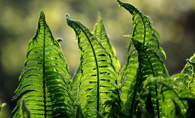 Выставка «Царство тропических папоротников»