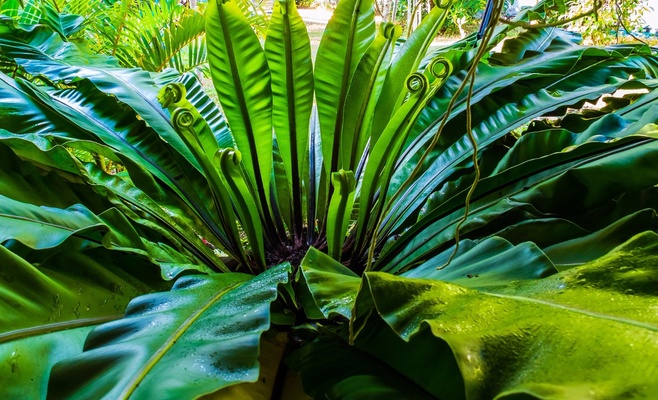 Выставка «Царство тропических папоротников»