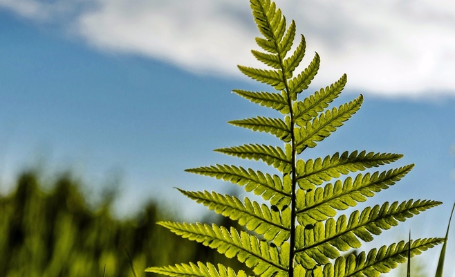 Выставка «Царство тропических папоротников»