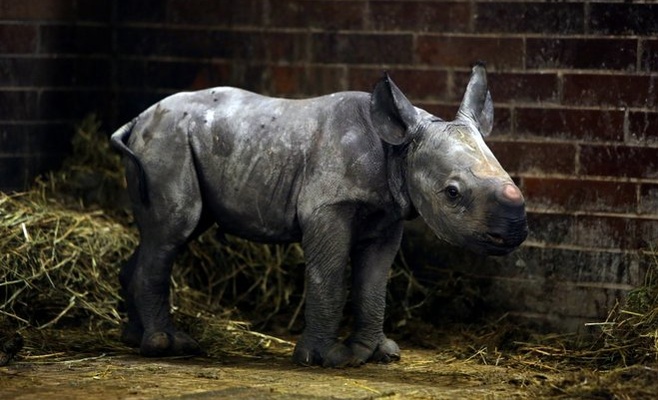 В Чехии родился редкий двурогий носорог
