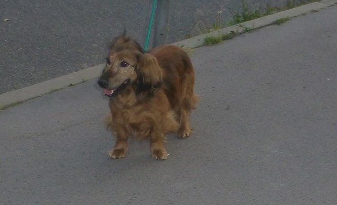 В Праге поймали собаку, которая сама приехала в Чехию из Словакии или Венгрии