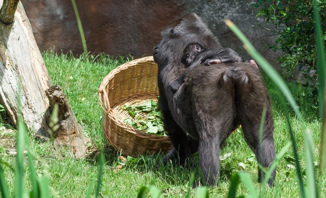 Малыш гориллы, неожиданно родившийся в Пражском зоопарке, получил имя