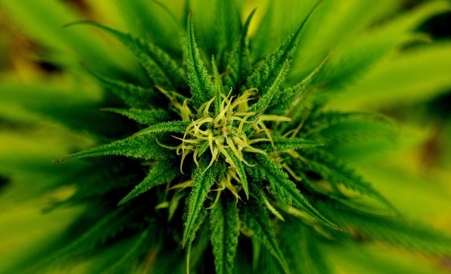 Лечение марихуаной станет доступнее, увеличится количество поставщиков