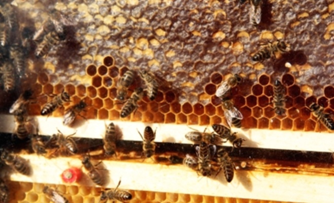 2-й Пражский праздник сбора мёда