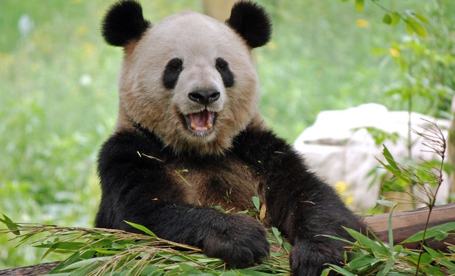 Панды и тасманийские дьяволы станут жителями Пражского зоопарка