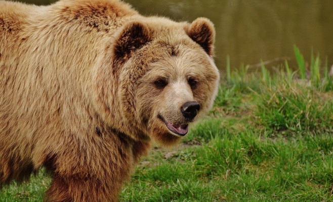 В предгорье Бескид видели медведя